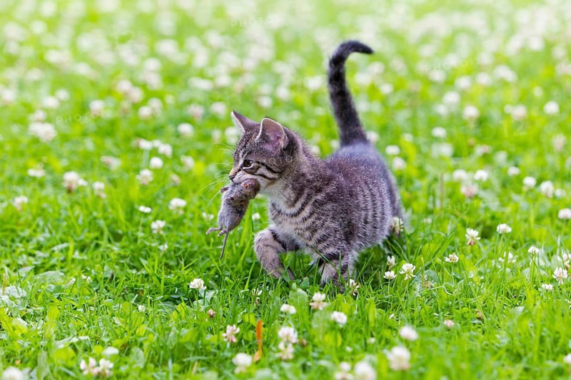 House cat, Kitten with mouse, tabby mackerel