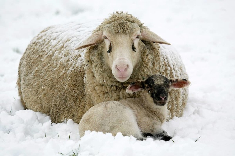 Merino sheep with lamb, sheep, sheep