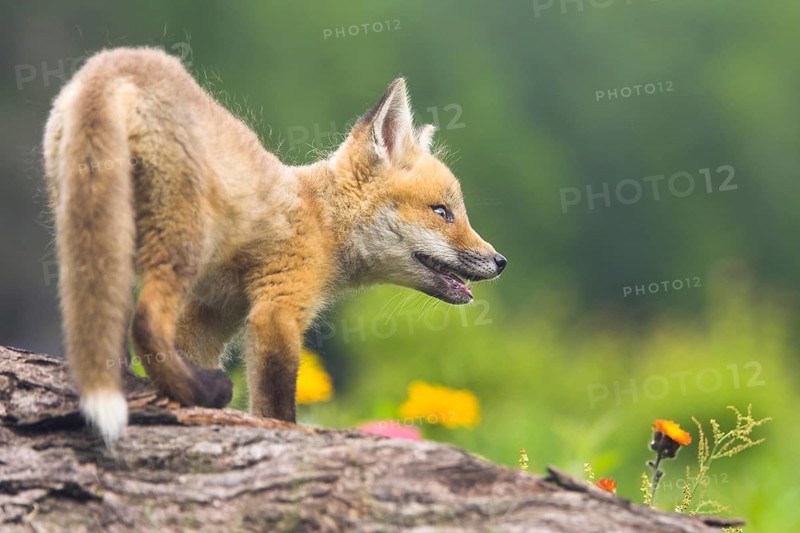 American Red Fox (Vulpes vulpes fulva) cub