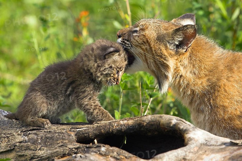 Bobcat (Lynx rufus) with cub (Felis rufa)