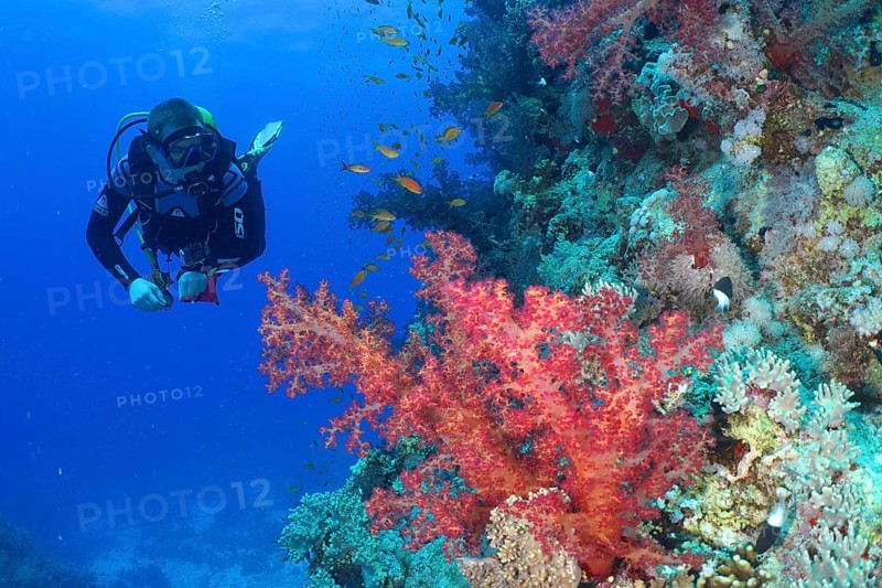 Diver looking at Klunzinger's tree coral (Dendronephthya klunzingeri) and shoal, group of sea goldie (Pseudanthias squamipinnis), dive site Erg Monica, Mangrove Bay, El Quesir, Red Sea, Egypt, Africa