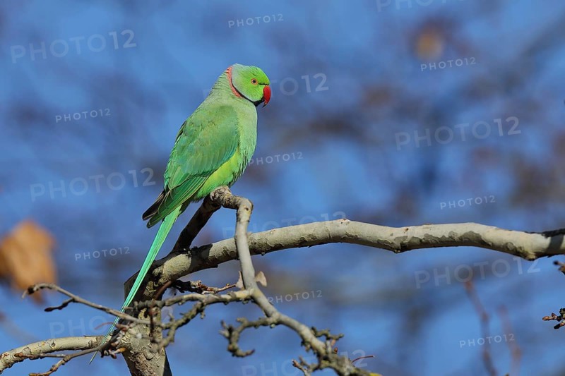 Rose-ringed parakeet (Psittacula krameri) sitting on a branch, palace gardens Biebrich, Wiesbaden, Hesse, Germany, Europe