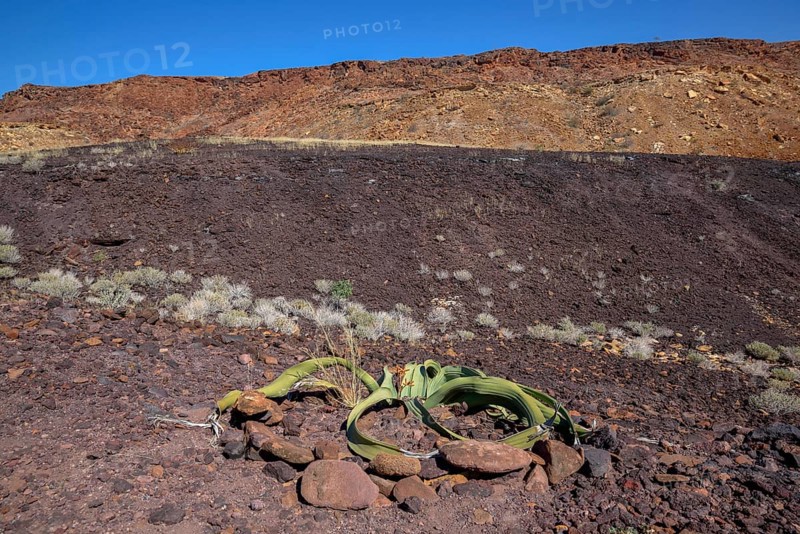 Welwitschia (Welwitschia mirabilis), Burnt Mountain, near Twyfelfontein, Kunene Region, Namibia, Africa