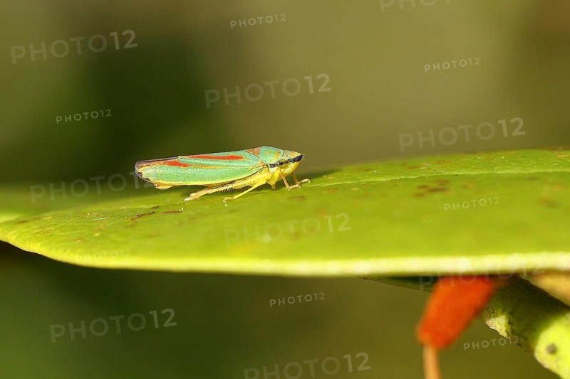 Rhododendron (Rhododendron) leafhopper (Graphocephala fennahi) sitting on leaf of a rhododendron, Wilden, North Rhine-Westphalia, Germany, Europe