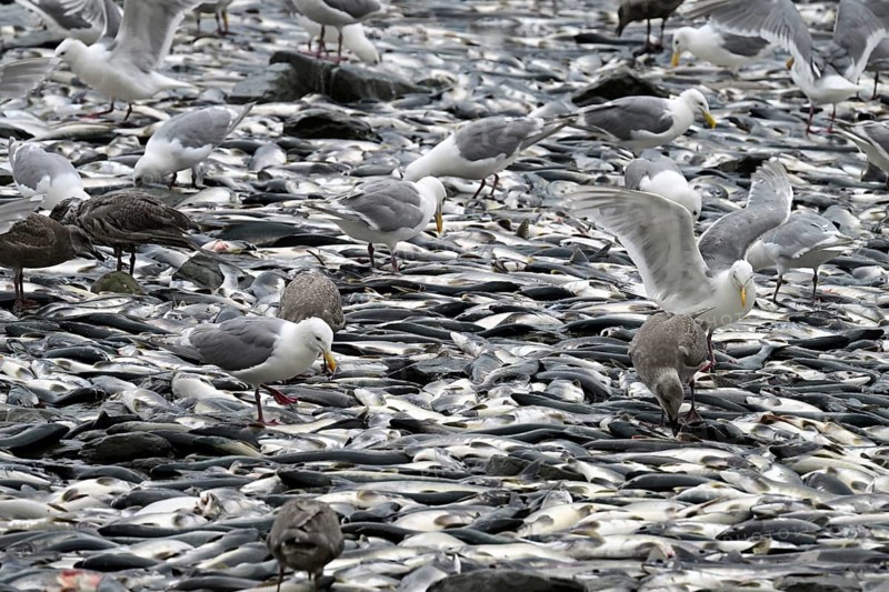 Thousands of dead pink salmons (Oncorhynchus gorbuscha) lie on the Pacific beach and seagulls peck out their eyes, Prince William Sound, Alaska