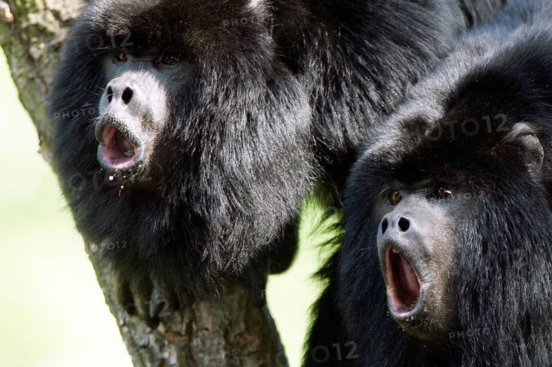Black Howler (Alouatta caraya) Monkeys