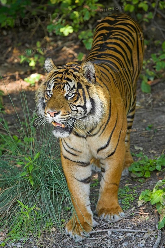 Sumatran Tiger (Panthera tigris sumatrae)