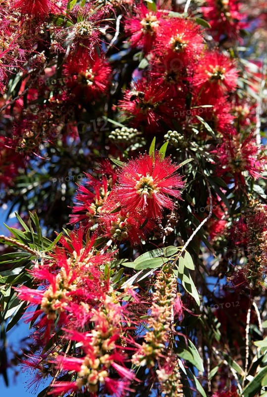 Scarlet bottlebrush (Callistemon citrinus), Gran Canaria, Canary Islands, Spain, Europe