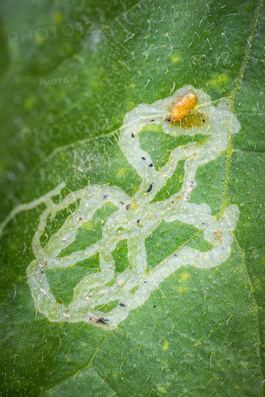 Close-up, leaf with larva of leaf blotch miner (Gracillariidae), leaf miners, Ternitz, Lower Austria, Austria, Europe