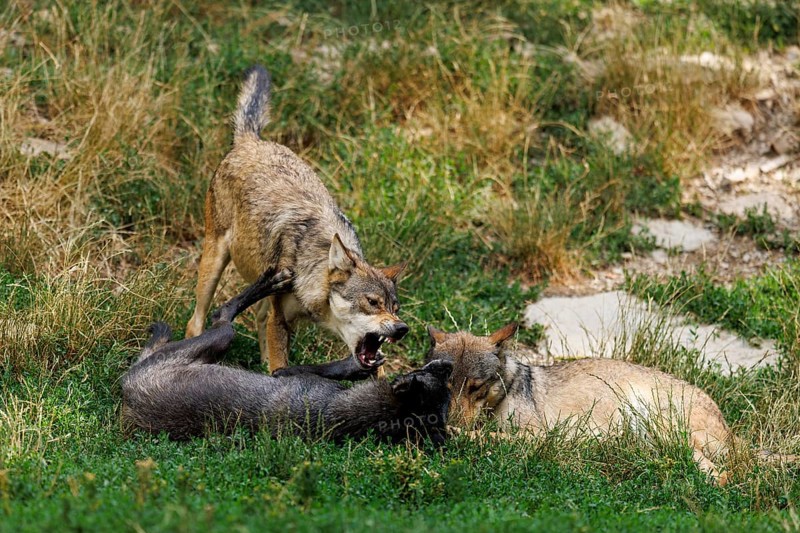 Algonquin wolf (Canis lupus lycaon), wolf, American wolf, ranking, pack, Germany, Europe
