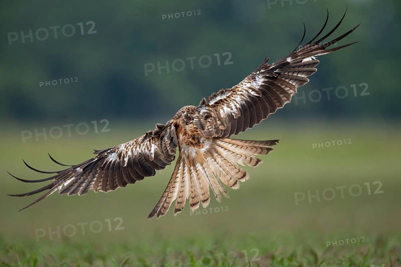 Red Kite (Milvus milvus), flying over a freshly sown maize field in search of prey, Lausitz, Saxony, Germany, Europe