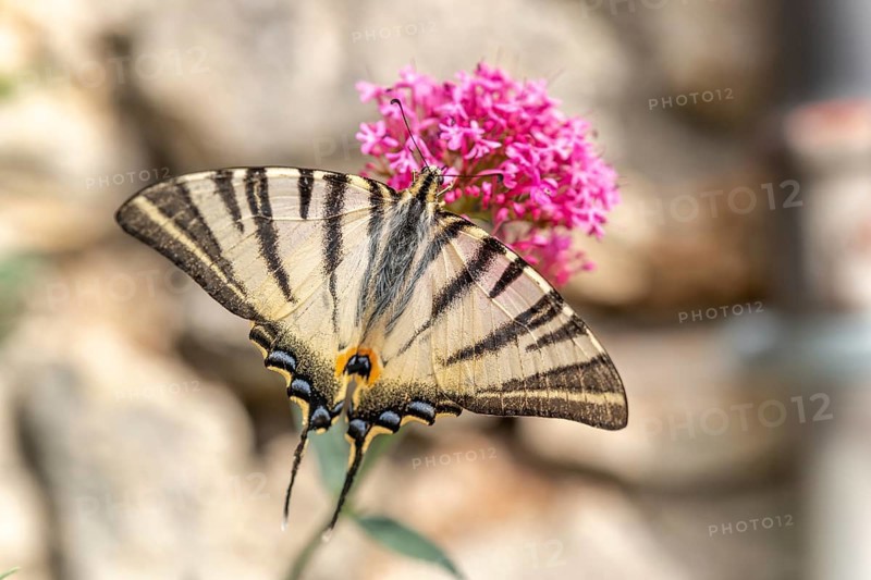 Scarce Swallowtail (Iphiclides podalirius) foraging for nectar on a flower in a garden. Cevennes, France, Europe