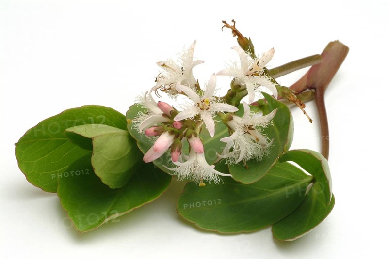 Bog bean (Menyanthes trifoliata) or bitter clover, medicinal plant