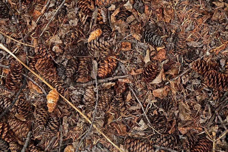 Fir cones of Douglas fir (Pseudotsuga menziesii) lying on the ground, Vancouver Island, Canada, North America