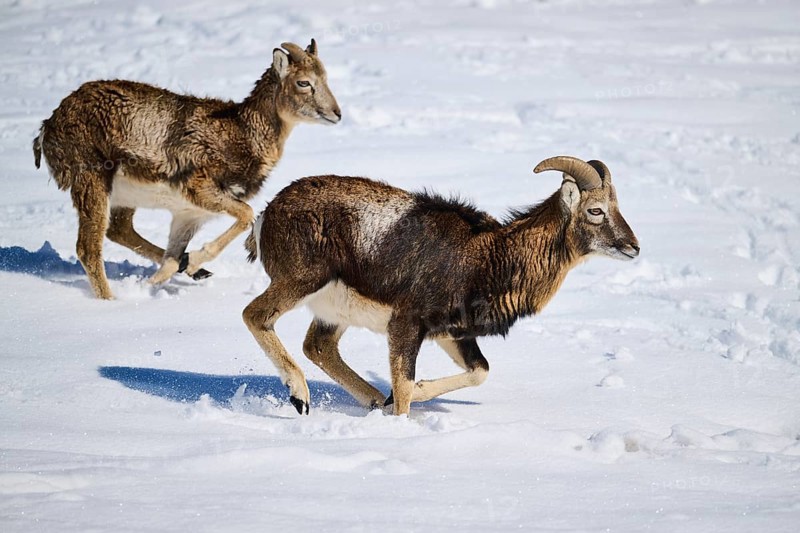 European mouflon (Ovis aries musimon) rams on a snowy meadow in the mountains in tirol, Kitzbühel, Wildpark Aurach, Austria, Europe