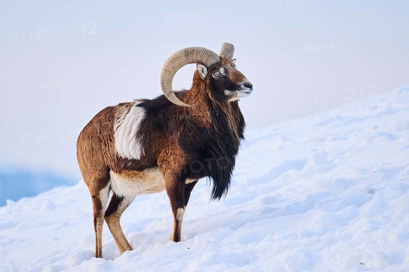 European mouflon (Ovis aries musimon) ram on a snowy meadow in the mountains in tirol, Kitzbühel, Wildpark Aurach, Austria, Europe