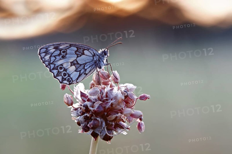 Marbled white (Melanargia galathea) in cold torpor on the flower of rocambole (Allium scorodoprasum), Middle Elbe Biosphere Reserve, Saxony-Anhalt, Germany, Europe