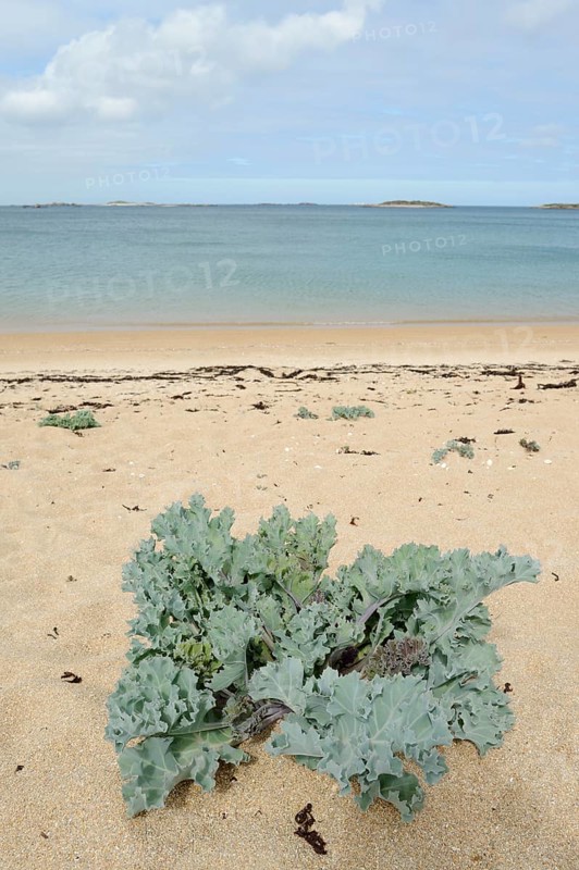 True sea kale (Crambe maritima) or coastal sea kale on a sandy beach, Brittany, France, Europe