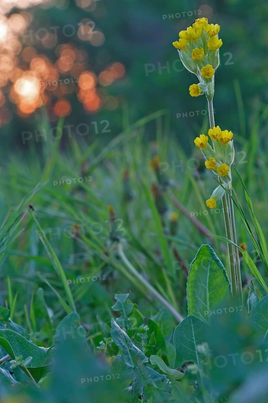 Cowslip (Primula veris), backlit flower, medicinal plant, Peene Valley River Landscape Nature Park, Mecklenburg-Western Pomerania, Germany, Europe