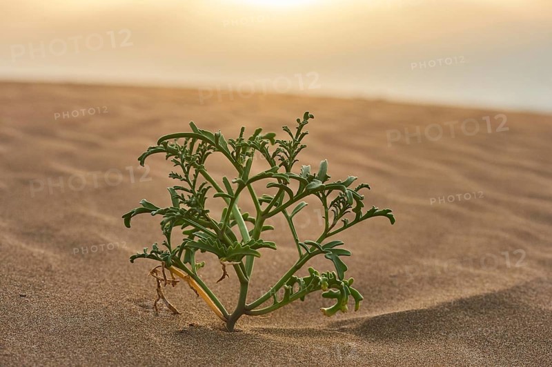 European searocket (Cakile maritima) growing in the sand on the beach, "Platja del Fangar", nature reserve, ebro delta, Catalonia, Spain, Europe