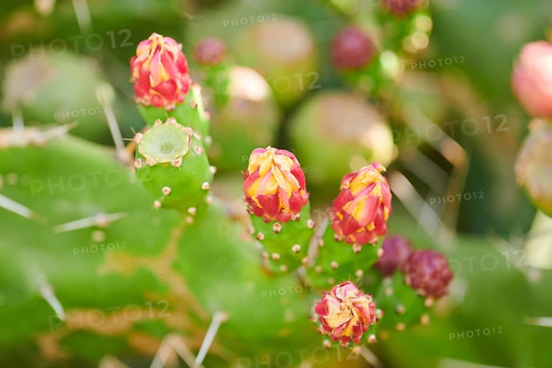 Indian fig opuntia (Opuntia ficus-indica) blossoms and fruits, ebro delta, Catalonia, Spain, Europe