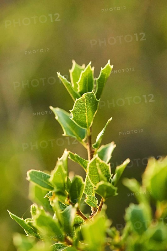 Kermes oak (Quercus coccifera) growing at Mount "La Talaia del Montmell" at evening, Catalonia, Spain, Europe
