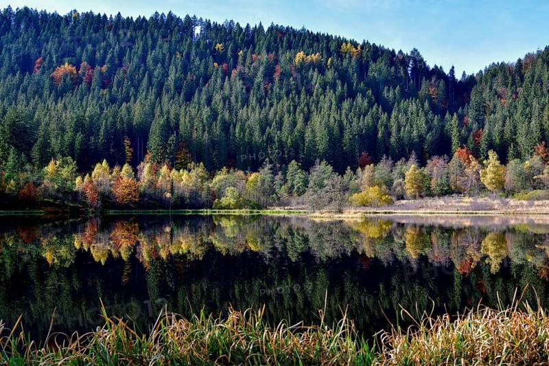 Trees reflected in the Sankenbachsee, Karsee, autumn, near Baiersbronn, Freudenstadt district, Black Forest, Baden-Württemberg, Germany, Europe