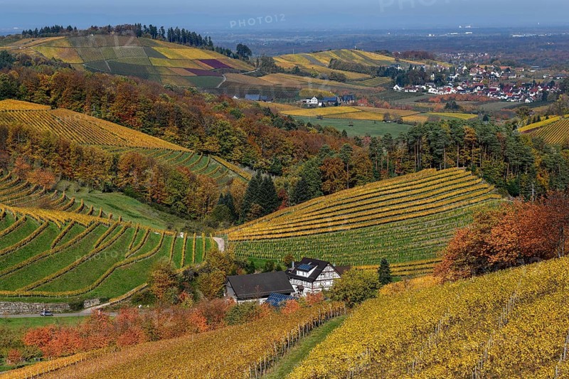 Half-timbered house between autumnally coloured vines, near Durbach, Ortenaukreis, Black Forest, Baden-Württemberg, Germany, Europe