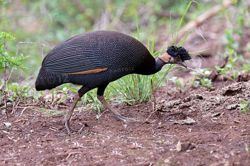 Crested guineafowl or Southern Crested Guineafowl (Guttera edouardi), Kwazulu Natal Province, South Africa, Africa