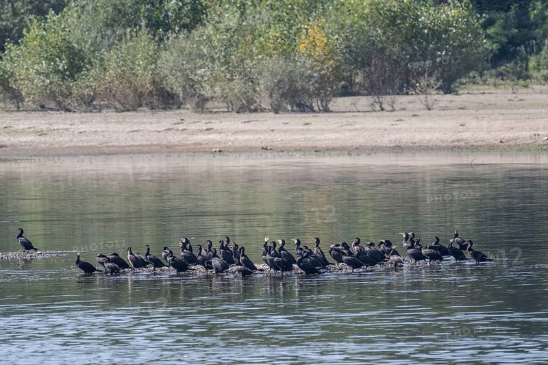 Great cormorant (Phalacrocorax carbo) on a sandbank in the Danube, Romania, Europe
