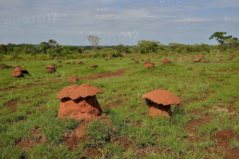 Mushroom-shaped termite mounds (Cubitermes fungifaber), Southwest, Cameroon, Africa
