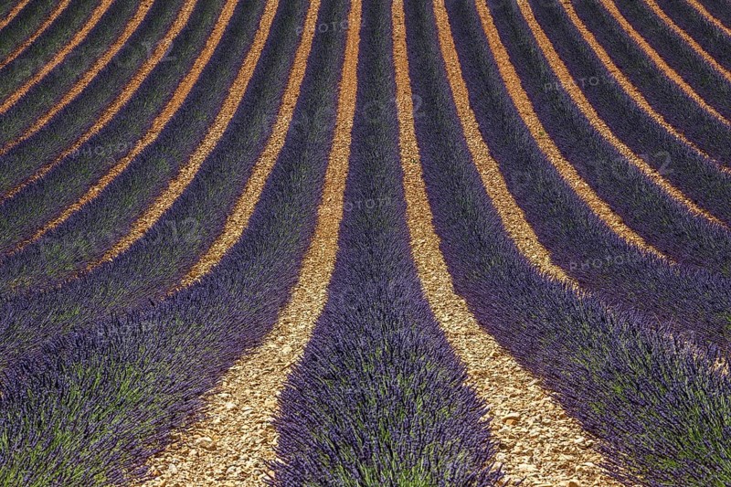 Wavy lavender field, flowering true lavender (Lavandula angustifolia), D56, between Valensole and Puimoisson, Plateau de Valensole, Provence, Provence-Alpes-Cote d Azur, South of France, France, Europe