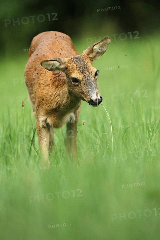 European roe deer (Capreolus capreolus) plagued by flies in the meadow, Allgäu, Bavaria, Germany, Europe