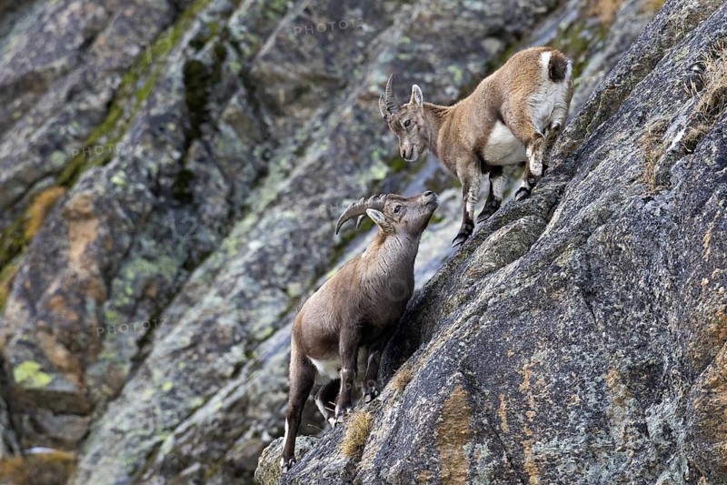 Young male Alpine ibex (Capra ibex) with small horns and juvenile in rock face in winter, Gran Paradiso National Park, Italian Alps, Italy, Europe