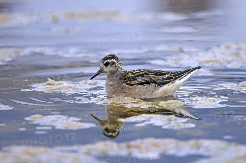 Red phalarope, young grey phalarope (Phalaropus fulicarius) juvenile swimming in pond in summer, Svalbard, Spitsbergen, Norway, Europe