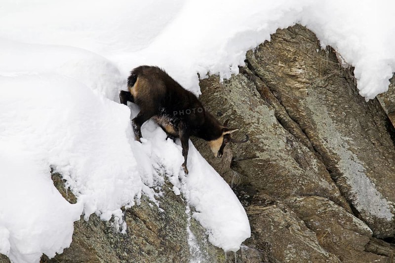 Chamois (Rupicapra rupicapra) coming down sheer rock face in the snow in winter, Gran Paradiso National Park, Italian Alps, Italy, Europe