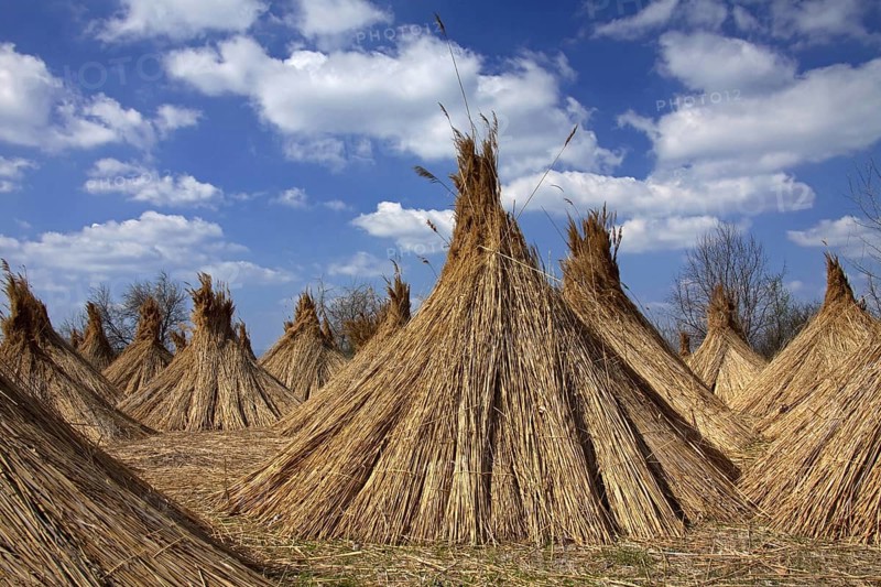 Common Reed (Phragmites communis) harvested bundles drying at Neusiedler Lake, Austria, Europe