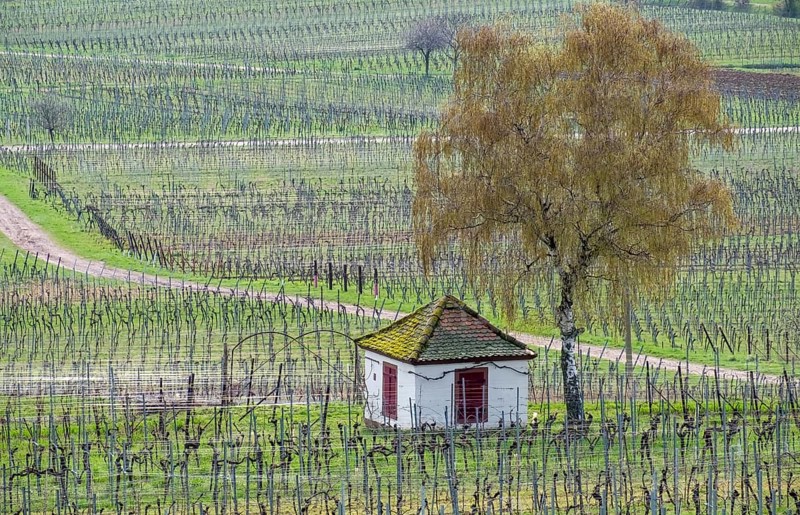 Wingerthäuschen in the middle of vineyards, Southern Palatinate, Rhineland-Palatinate, Germany, Europe