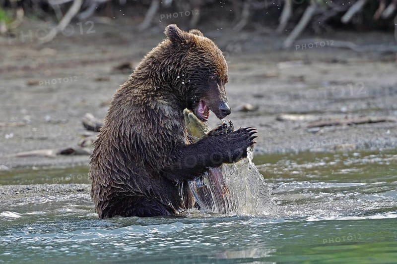 Young brown bear (Ursus arctos) sitting on the shore playing with a salmon, Lake Clarke National Park, Alaska, USA, North America