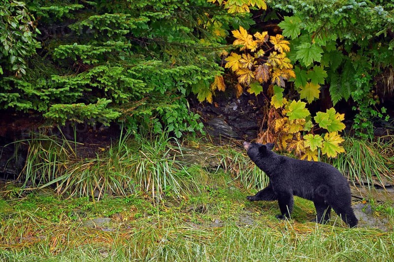 American Black Bear (Ursus americanus) striding along the edge of the forest and looking up, rainforest, Prince William Sound, Alaska, USA, North America