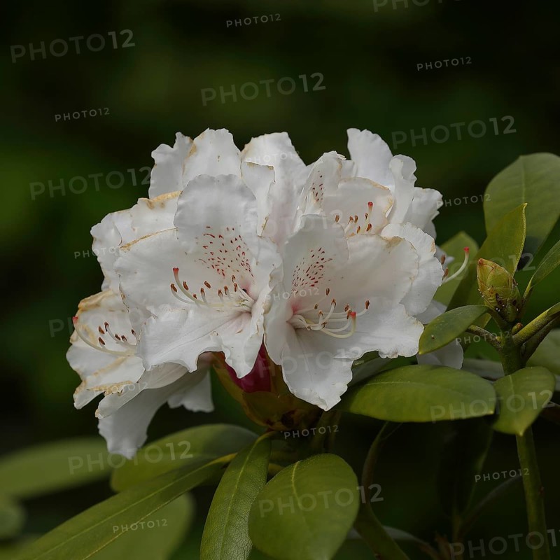 Rhododendron flowers (Rhododendron Homer), white flower in a garden, Wilden, North Rhine-Westphalia, Germany, Europe