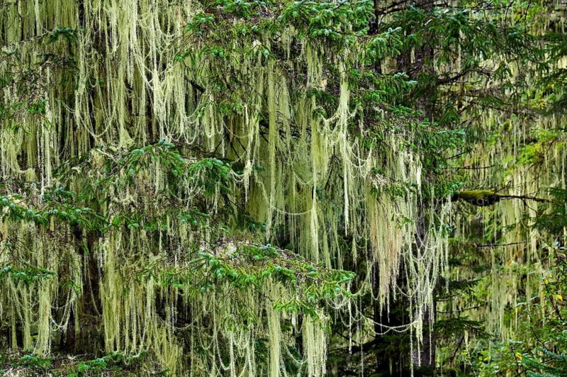 Lichen (Alectoria sarmentosa) in temperate rainforest, Vancouver Island, British Columbia, Canada, North America