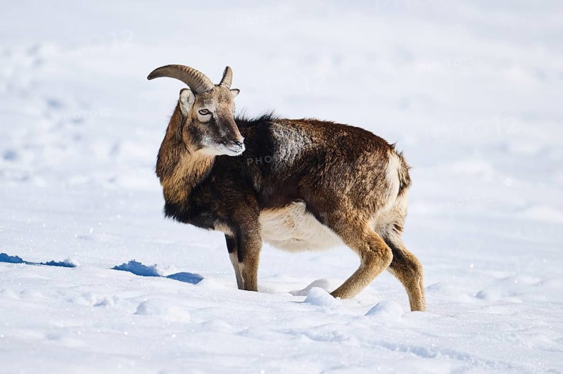 European mouflon (Ovis aries musimon) ram on a snowy meadow in the mountains in tirol, Kitzbühel, Wildpark Aurach, Austria, Europe