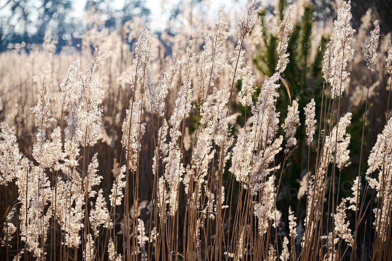 Common reed (Phragmites australis) seeds, detail, Upper Palatinate, Bavaria, Germany, Europe