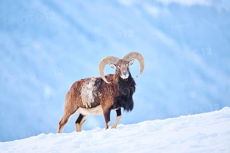 European mouflon (Ovis aries musimon) ram on a snowy meadow in the mountains in tirol, Kitzbühel, Wildpark Aurach, Austria, Europe