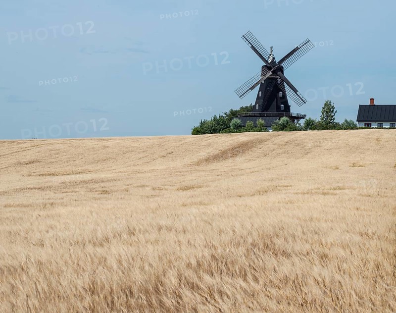 Barley field in front of an old windmill type Dutchman in Övraby, Tomelilla municipality, Scania, Sweden, Scandinavia, Europe