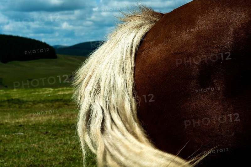Wild white ponytail, France, Europe