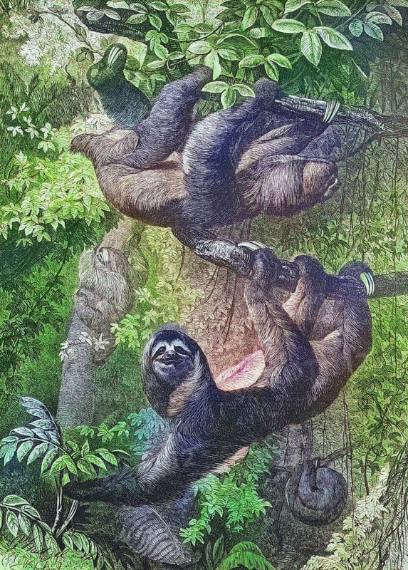Ai, Sloth, Historical, digitally restored reproduction of an original from the 19th century