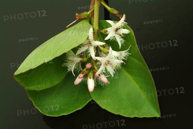 Bog bean (Menyanthes trifoliata) or bitter clover, medicinal plant