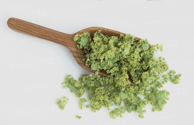 Lady's mantle, also known as common lady's mantle (Alchemilla vulgaris), The positive healing effect of lady's mantle on the gastrointestinal tract has been proven by studies, medicinal plant